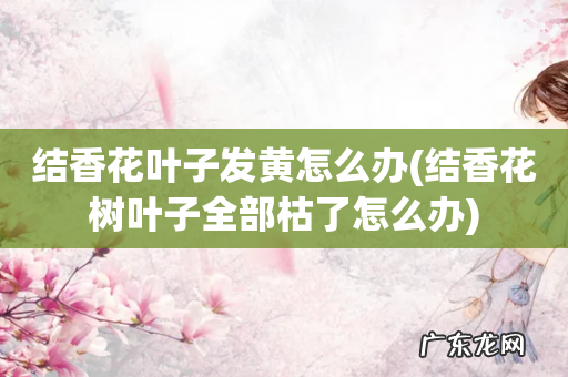 结香花树叶子全部枯了怎么办 结香花叶子发黄怎么办