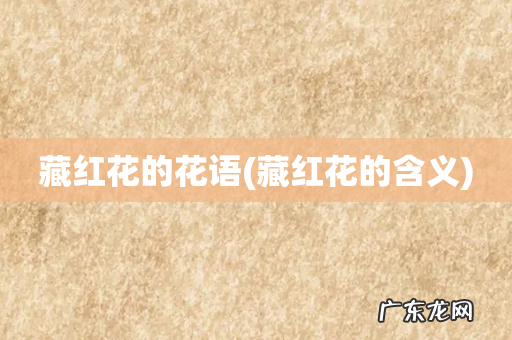 藏红花的含义 藏红花的花语