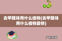 去甲醛味用什么植物最快 去甲醛味用什么植物
