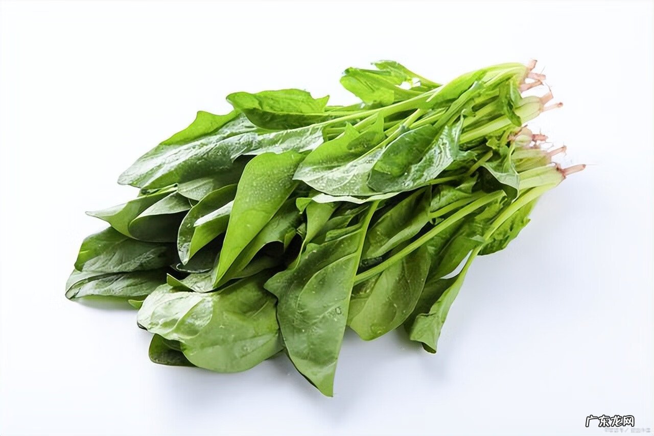菠菜怎么煮才不会中毒 菠菜不可以和什么食物一起吃
