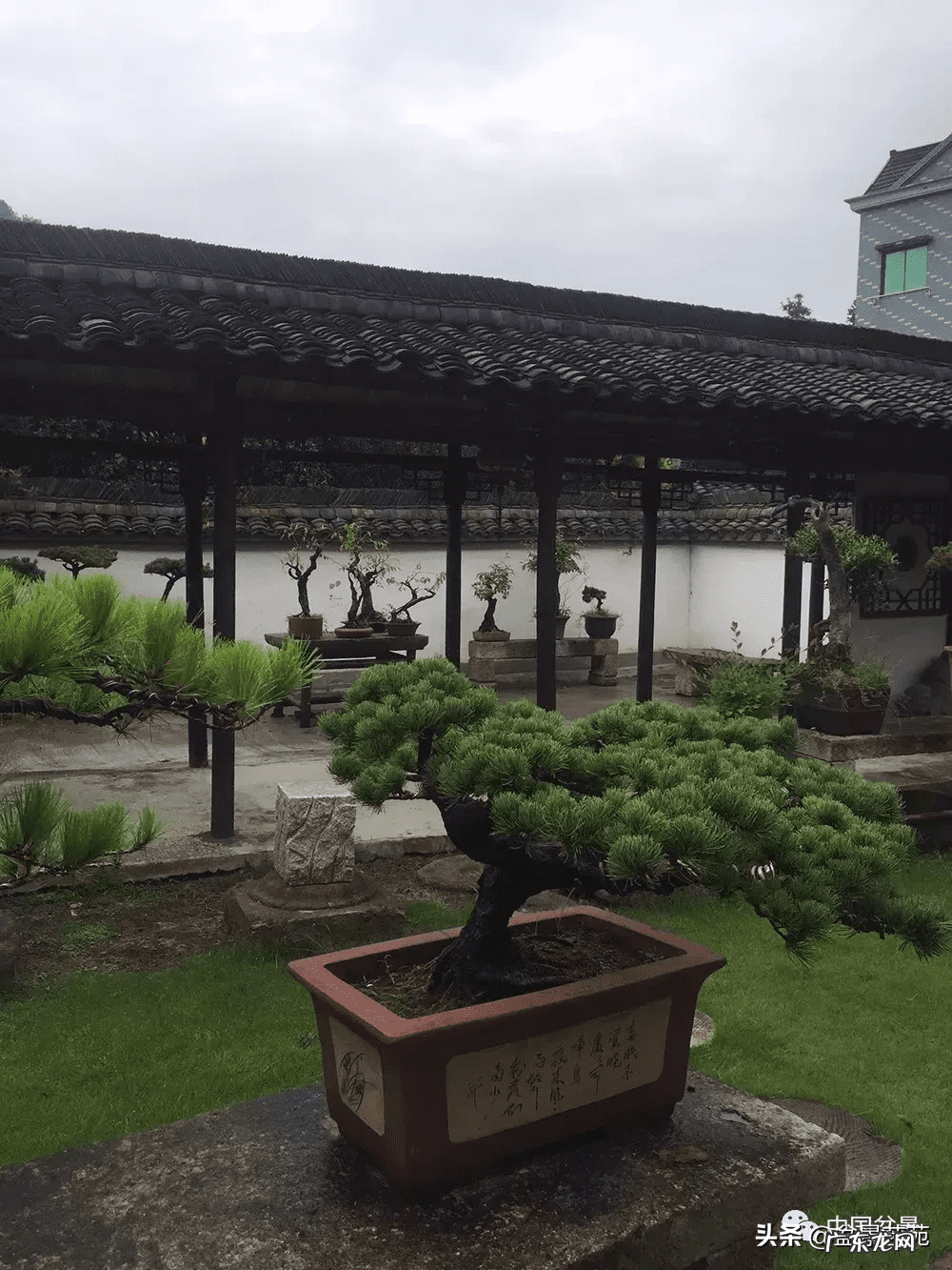 家居盆景摆放风水 家庭盆景风水