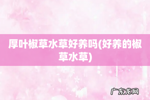 好养的椒草水草 厚叶椒草水草好养吗