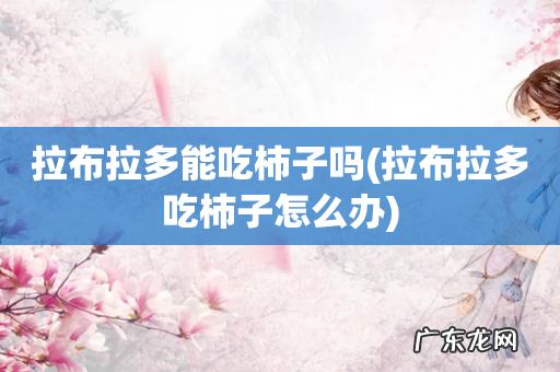 拉布拉多吃柿子怎么办 拉布拉多能吃柿子吗