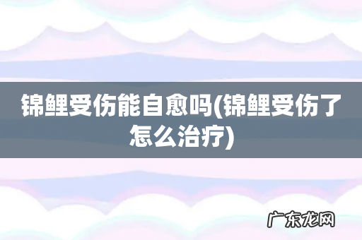 锦鲤受伤了怎么治疗 锦鲤受伤能自愈吗