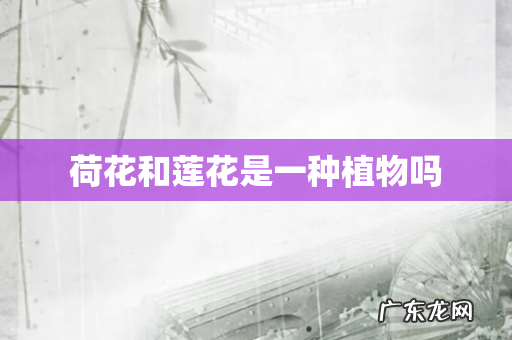 荷花和莲花是一种植物吗