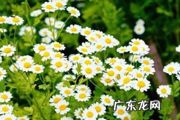 水培菊花怎么养