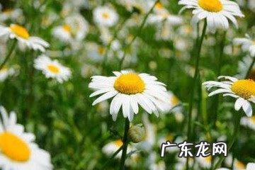 水培菊花怎么养
