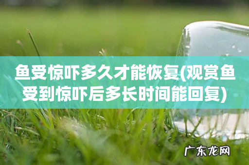 观赏鱼受到惊吓后多长时间能回复 鱼受惊吓多久才能恢复