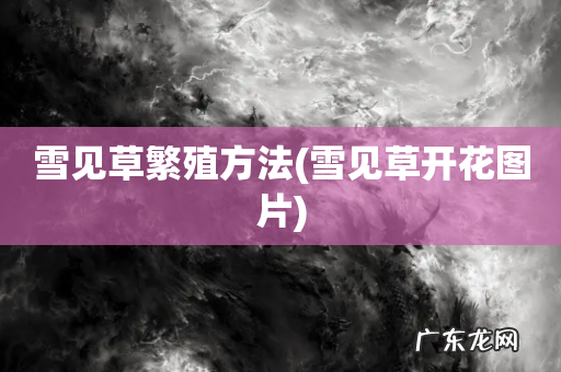 雪见草开花图片 雪见草繁殖方法