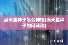 满天星种子如何栽种 满天星种子怎么种植