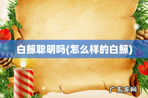 怎么样的白鲸 白鲸聪明吗