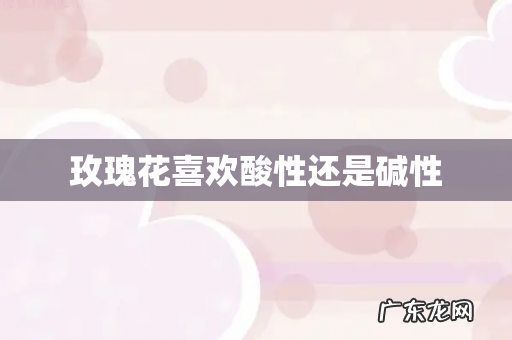 玫瑰花喜欢酸性还是碱性