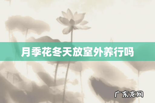 月季花冬天放室外养行吗