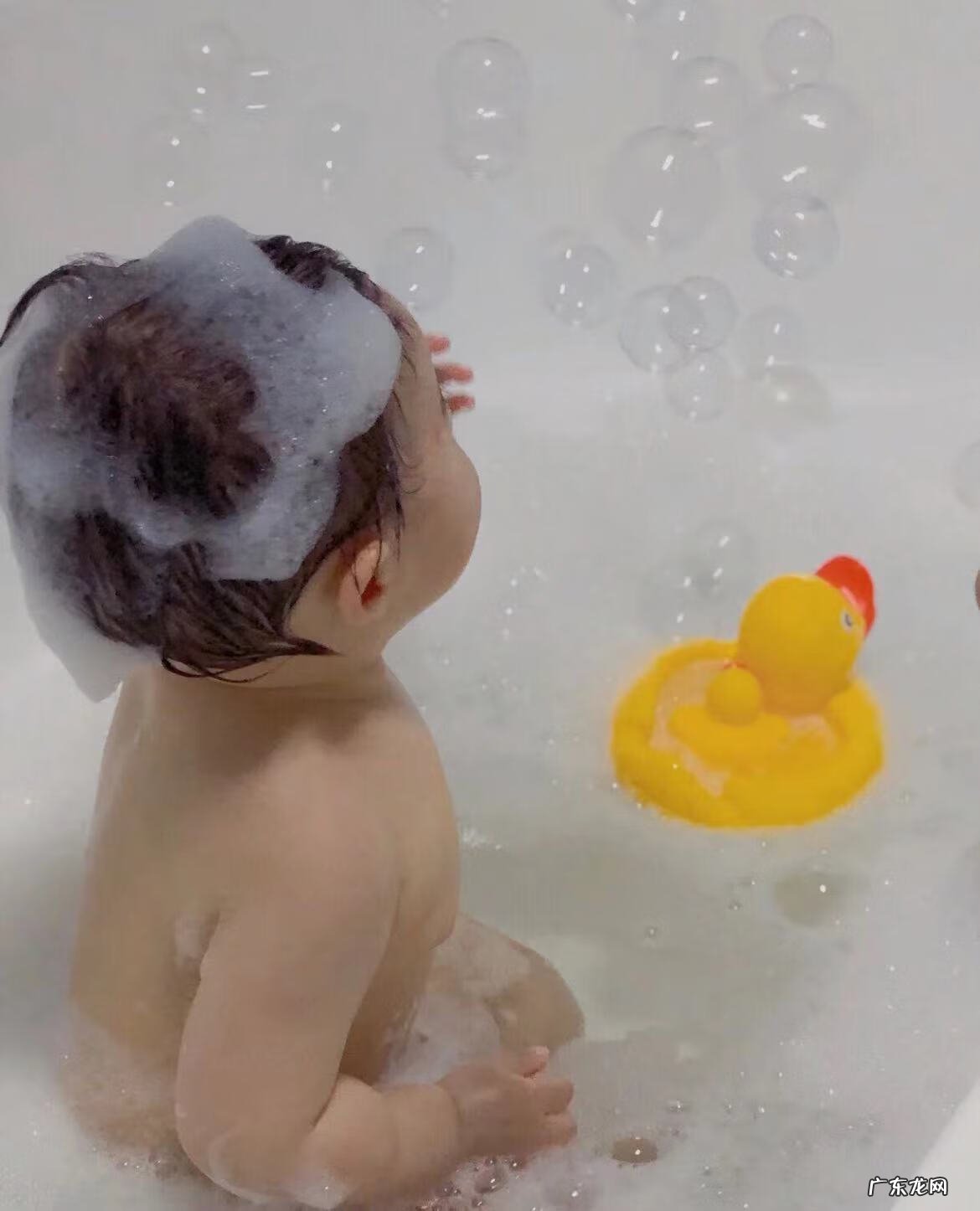 加州宝宝金盏花怎么样 美国加州宝宝金盏花