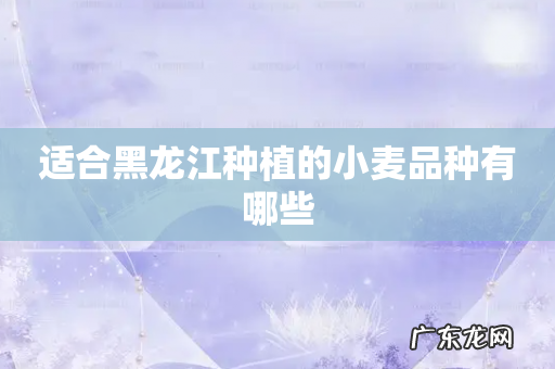 适合黑龙江种植的小麦品种有哪些