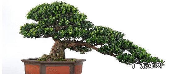 罗汉松养殖方法及注意事项 罗汉松怎么养是最好的方式