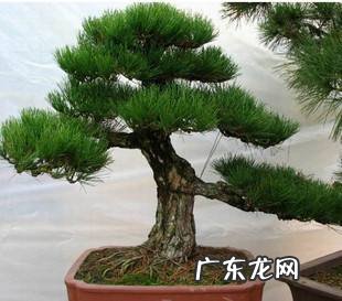 罗汉松养殖方法及注意事项 罗汉松怎么养是最好的方式