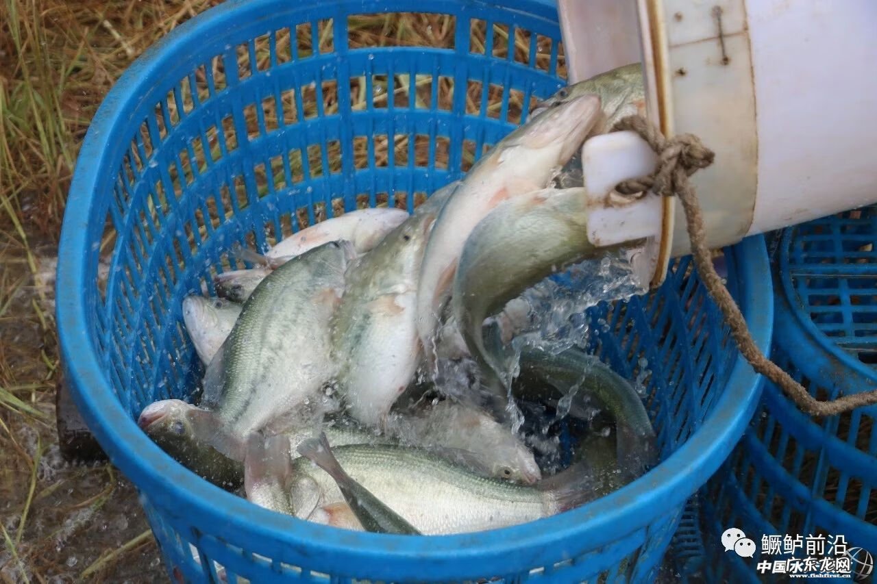 超市鲈鱼多少钱一斤 鲈鱼多少钱一斤2020