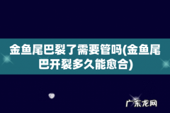 金鱼尾巴开裂多久能愈合 金鱼尾巴裂了需要管吗