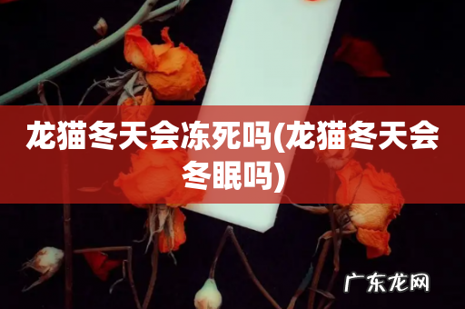 龙猫冬天会冬眠吗 龙猫冬天会冻死吗