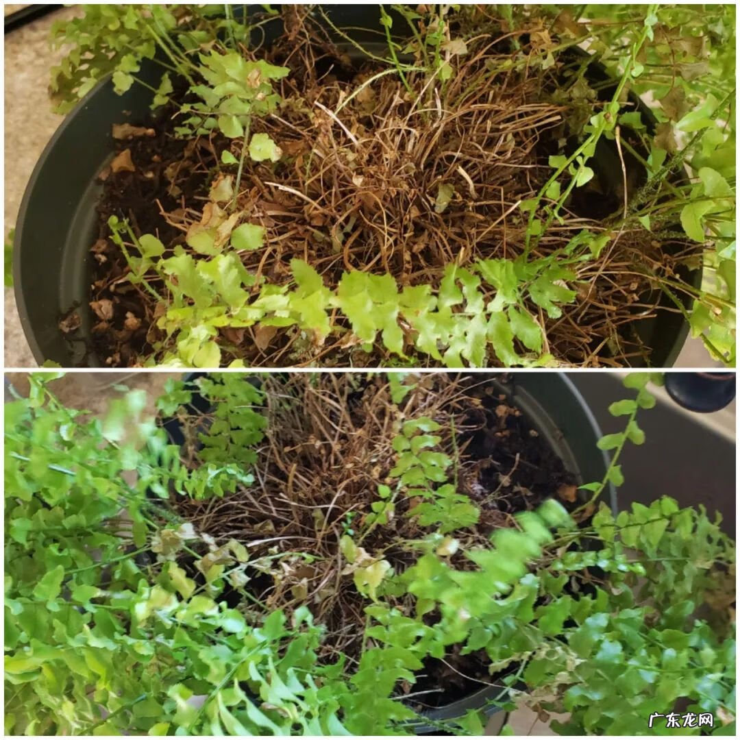 波斯顿蕨对风水影响 黄脉蕨风水