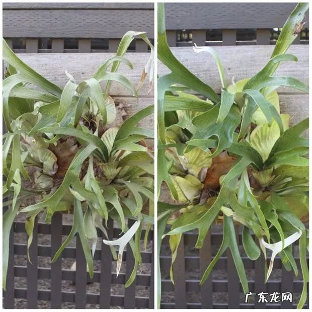 波斯顿蕨对风水影响 黄脉蕨风水