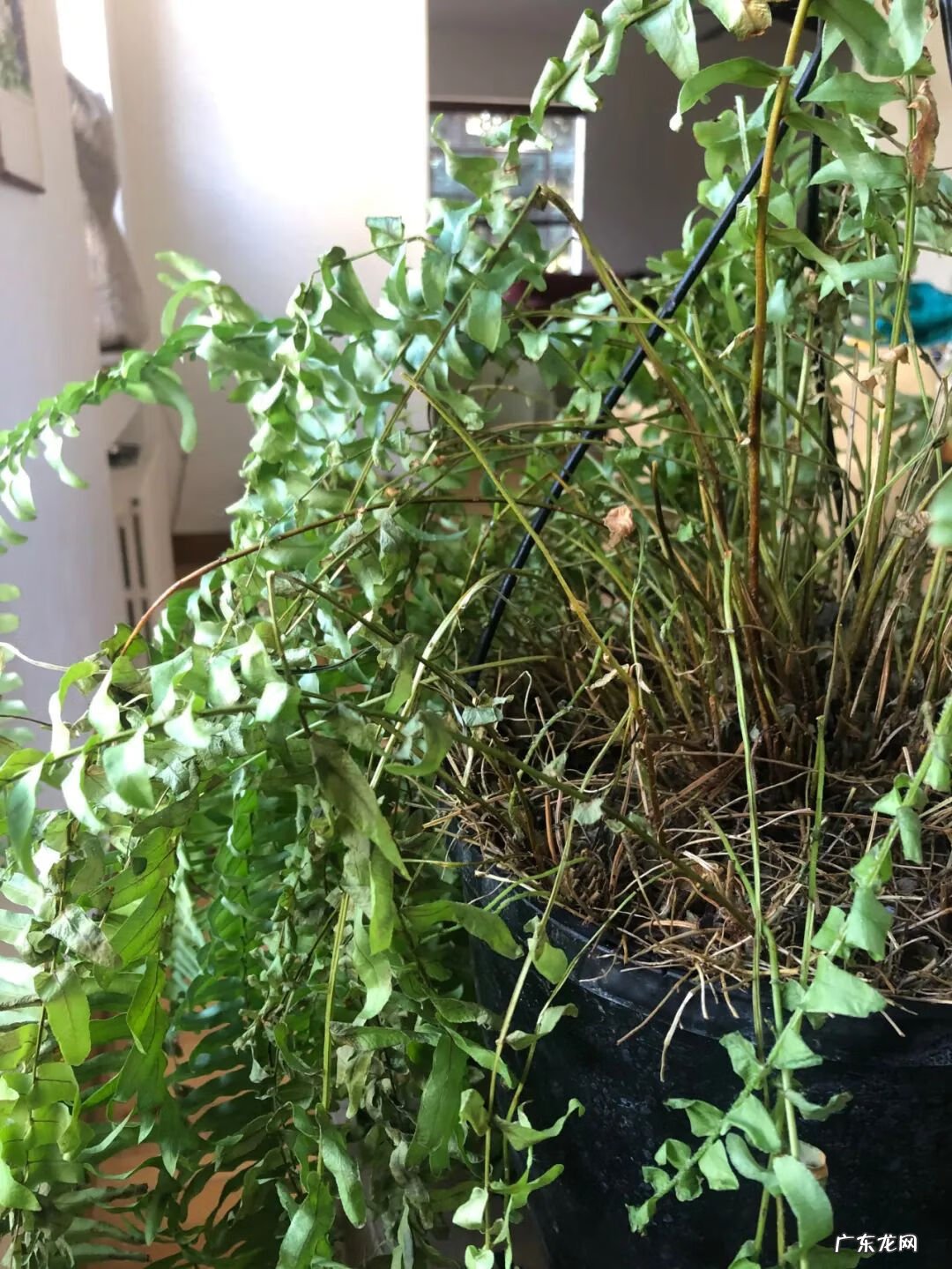 波斯顿蕨对风水影响 黄脉蕨风水