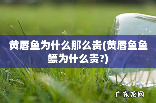黄唇鱼鱼鳔为什么贵? 黄唇鱼为什么那么贵