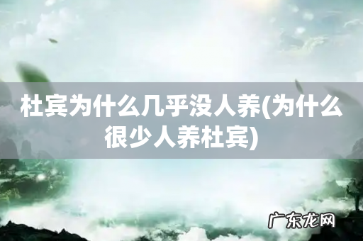为什么很少人养杜宾 杜宾为什么几乎没人养