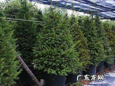 红豆杉的功效与作用禁忌 红豆杉的功效与作用用法用量