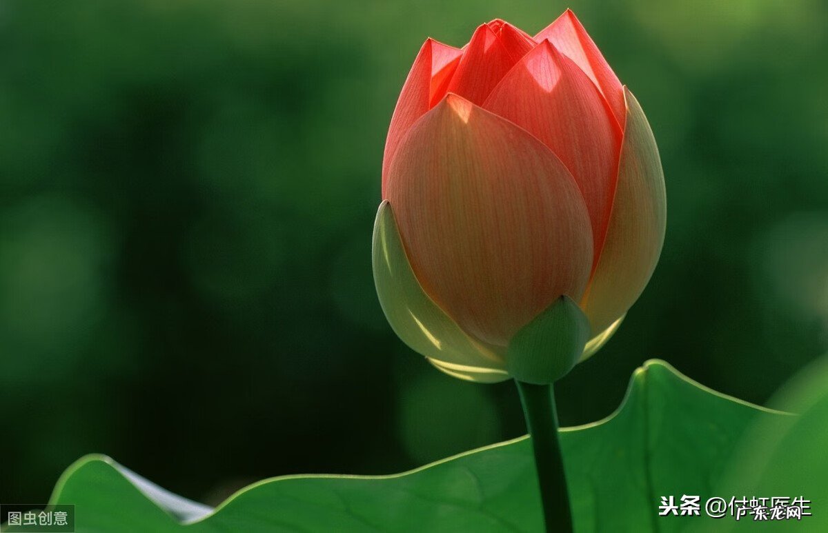 女性解脲支原体阳性可以自愈吗 女性解脲支原体阳性严重吗