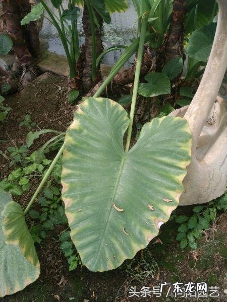 常老师说风水 向阳老师讲解风水