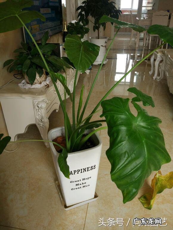 常老师说风水 向阳老师讲解风水