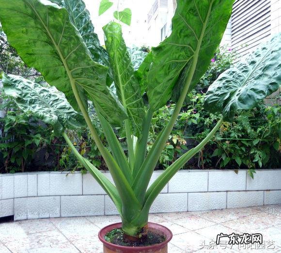 常老师说风水 向阳老师讲解风水