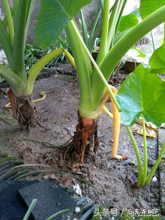 常老师说风水 向阳老师讲解风水