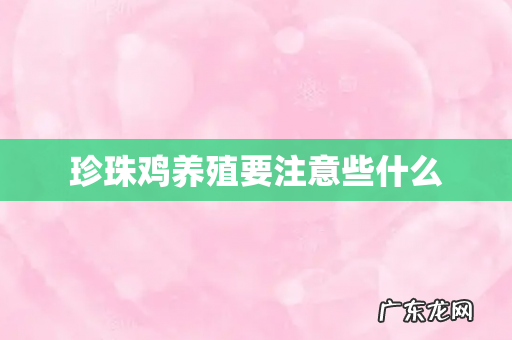 珍珠鸡养殖要注意些什么