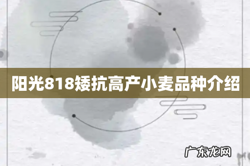 阳光818矮抗高产小麦品种介绍