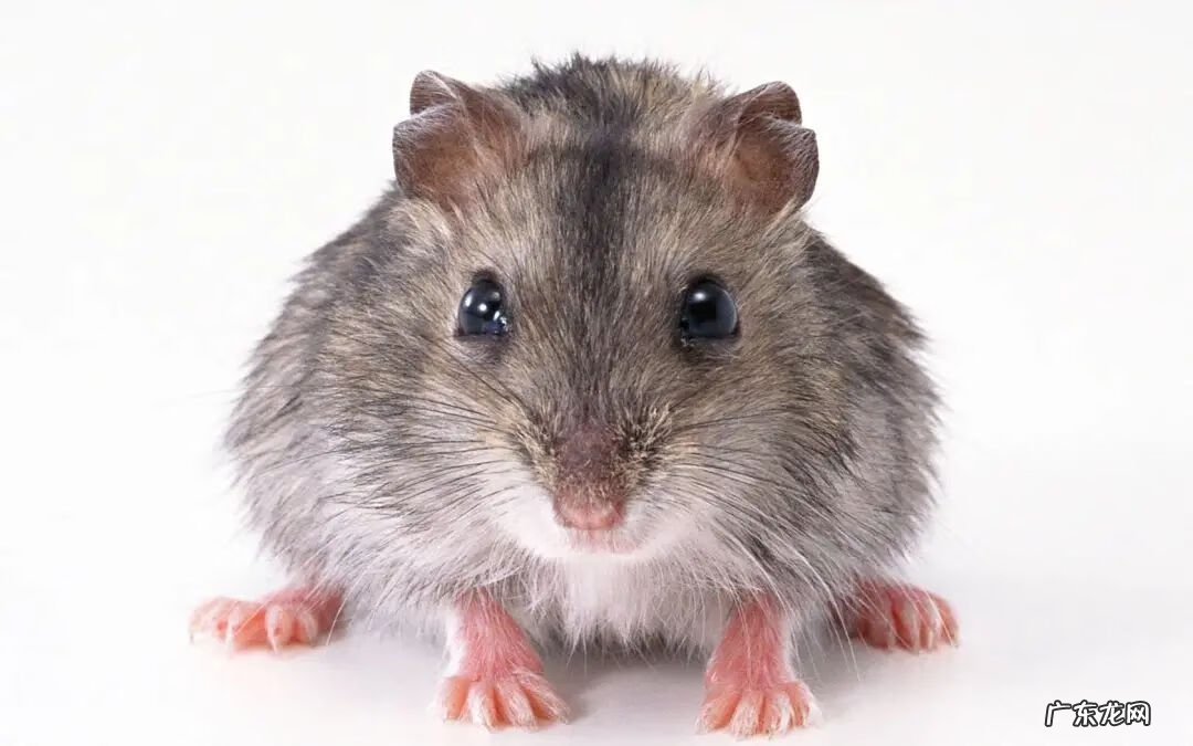 小区有蛇是风水好吗 风水蛇是什么样子的