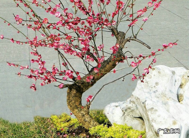 倒地梅花风水 风水讲梅花入屋有德也三年穷