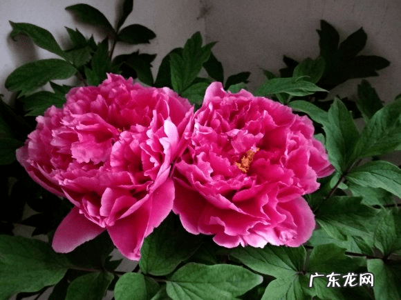 倒地梅花风水 风水讲梅花入屋有德也三年穷