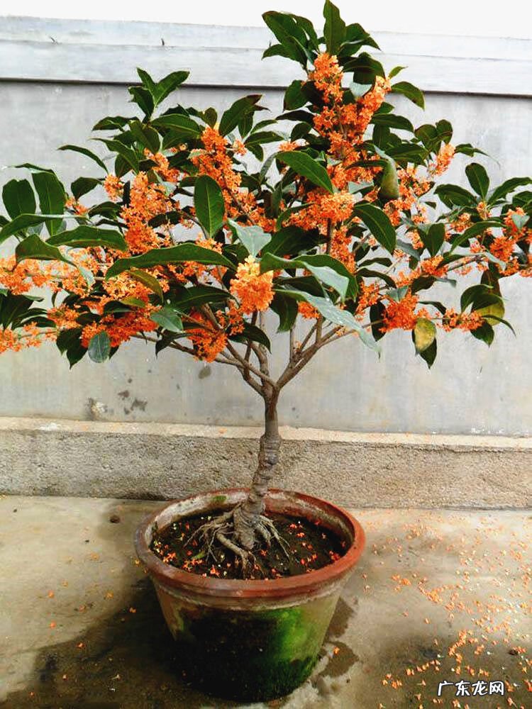 倒地梅花风水 风水讲梅花入屋有德也三年穷