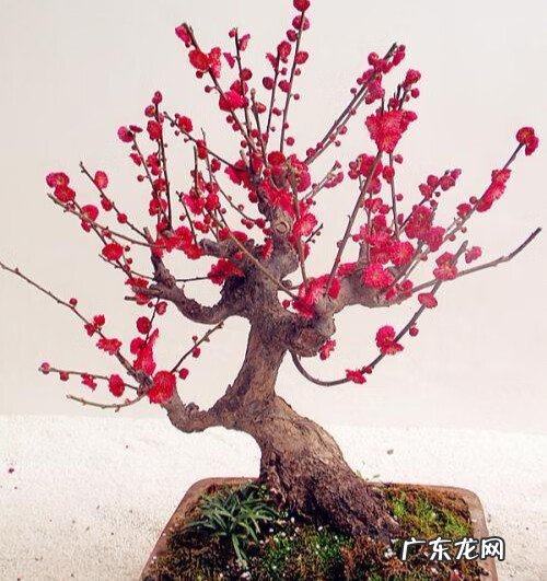 倒地梅花风水 风水讲梅花入屋有德也三年穷