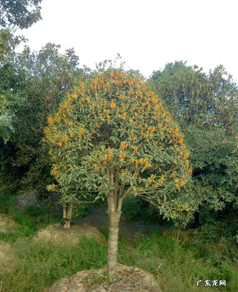 倒地梅花风水 风水讲梅花入屋有德也三年穷