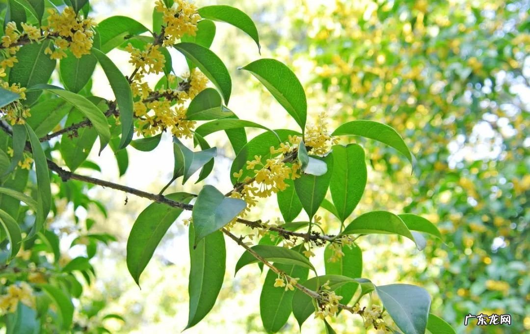 倒地梅花风水 风水讲梅花入屋有德也三年穷