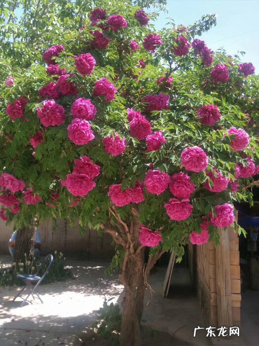 倒地梅花风水 风水讲梅花入屋有德也三年穷