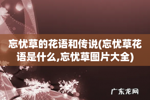 忘忧草花语是什么,忘忧草图片大全 忘忧草的花语和传说