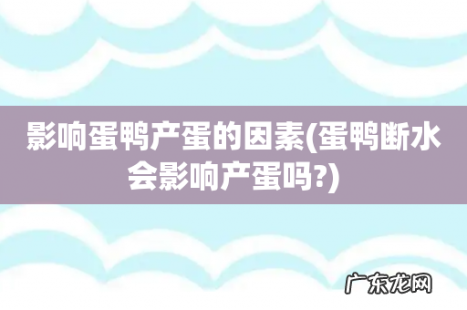 蛋鸭断水会影响产蛋吗? 影响蛋鸭产蛋的因素