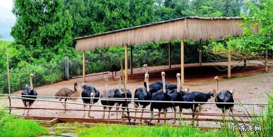 南充龙脉在哪里 南充龙角山景区