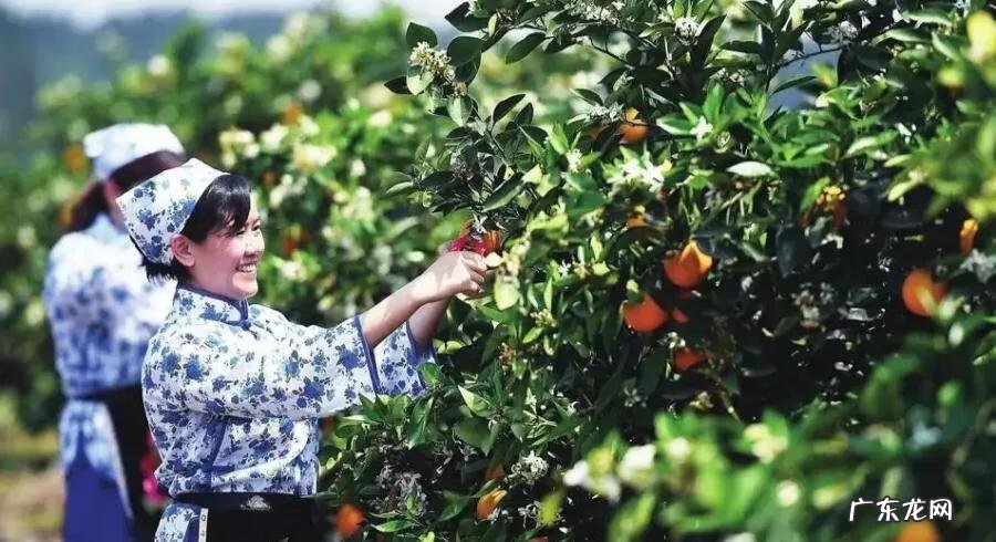 南充龙脉在哪里 南充龙角山景区