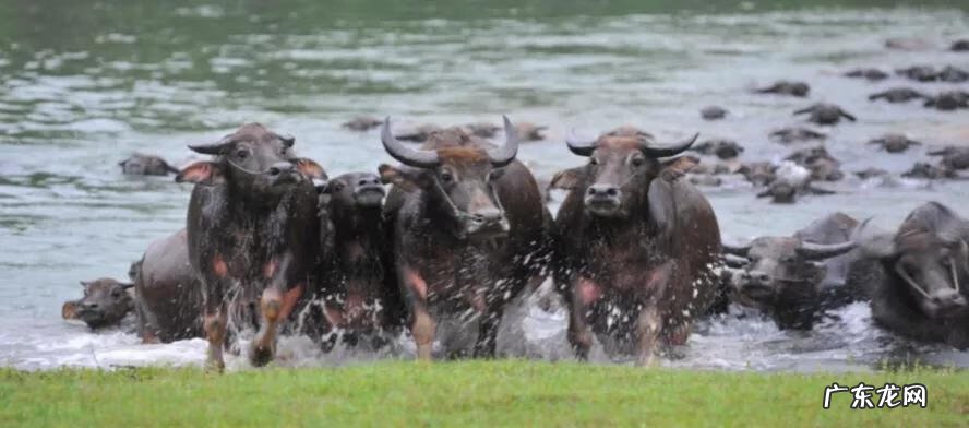 南充龙脉在哪里 南充龙角山景区